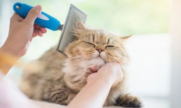 Cat Grooming Tools and Techniques