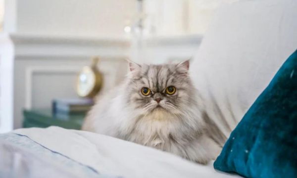 Dealing with Persian Cat Health Issues