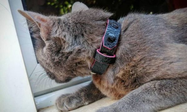 Designer Cat Collars and Accessories