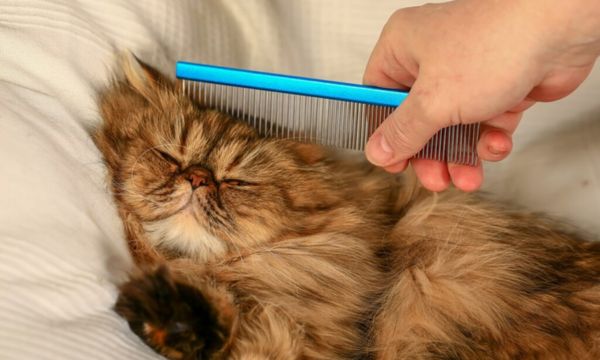 Fur Care for Persian Cats