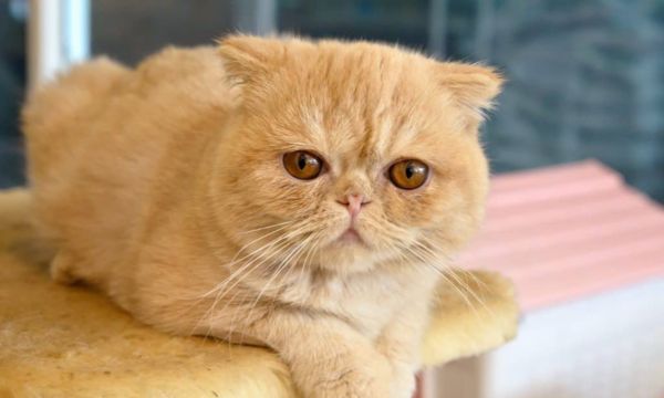 Persian Cat Allergies: What You Need to Know