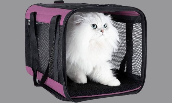 Safe Travels with Persian Cat Carriers