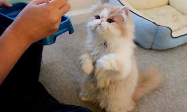 Training Techniques for Persian Cats