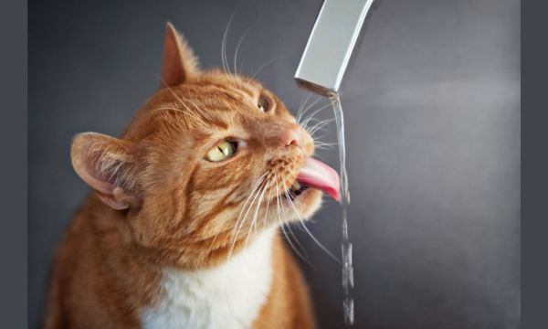 Cat Hydration and Water Consumption