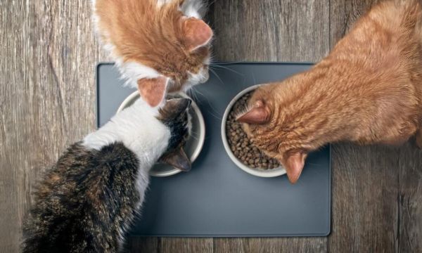 High-Protein Cat Diets for Optimal Feline Health