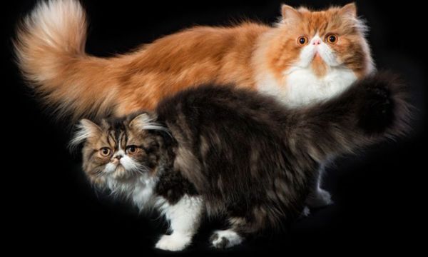 Socializing Your Persian Cat
