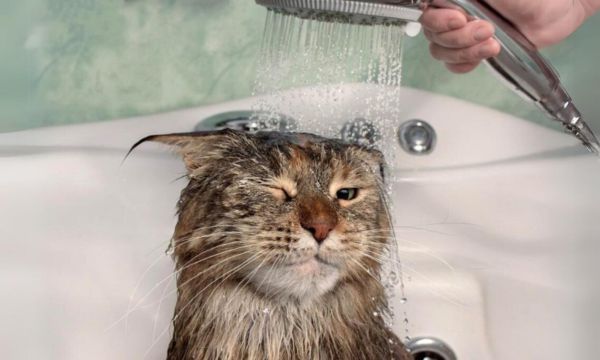 Stress-free Baths for Your Persian Cat